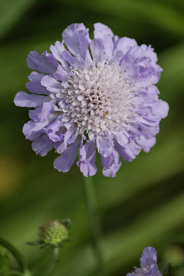 Purple Pincushion Flower II Photograph by Suzanne Gaff