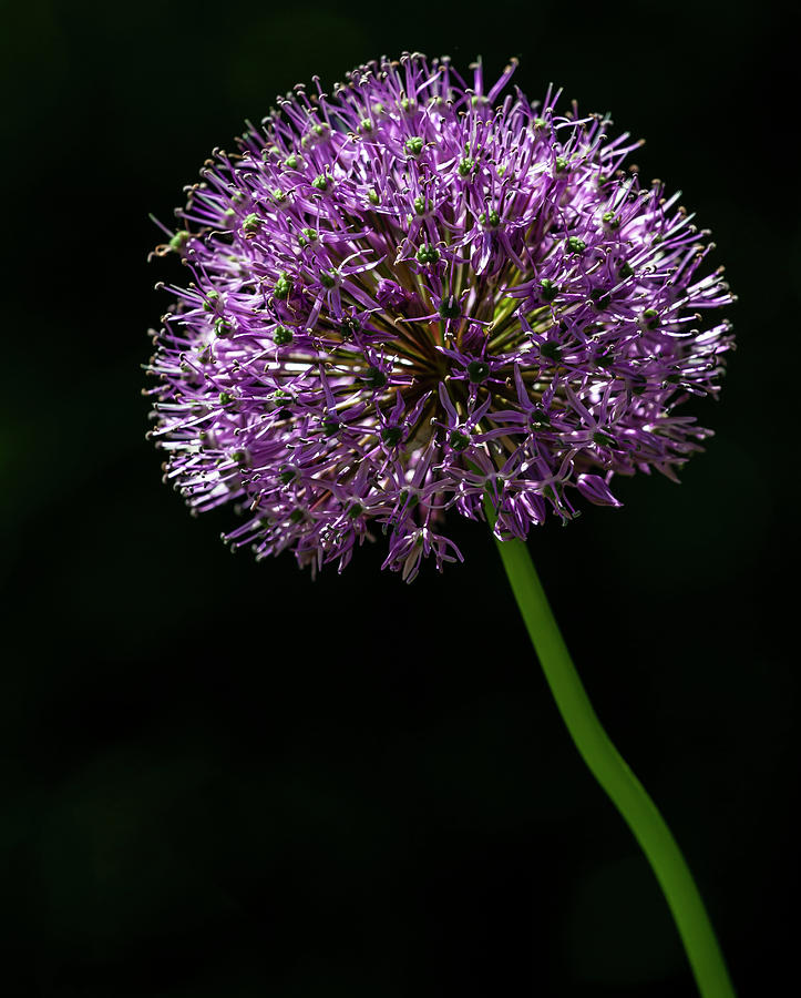 Purple Pincushion Photograph by Robert Ullmann