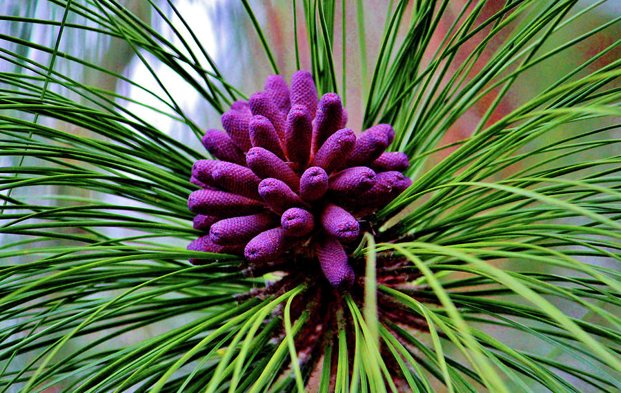 Purple Pine Cones Photograph by Cynthia Guinn