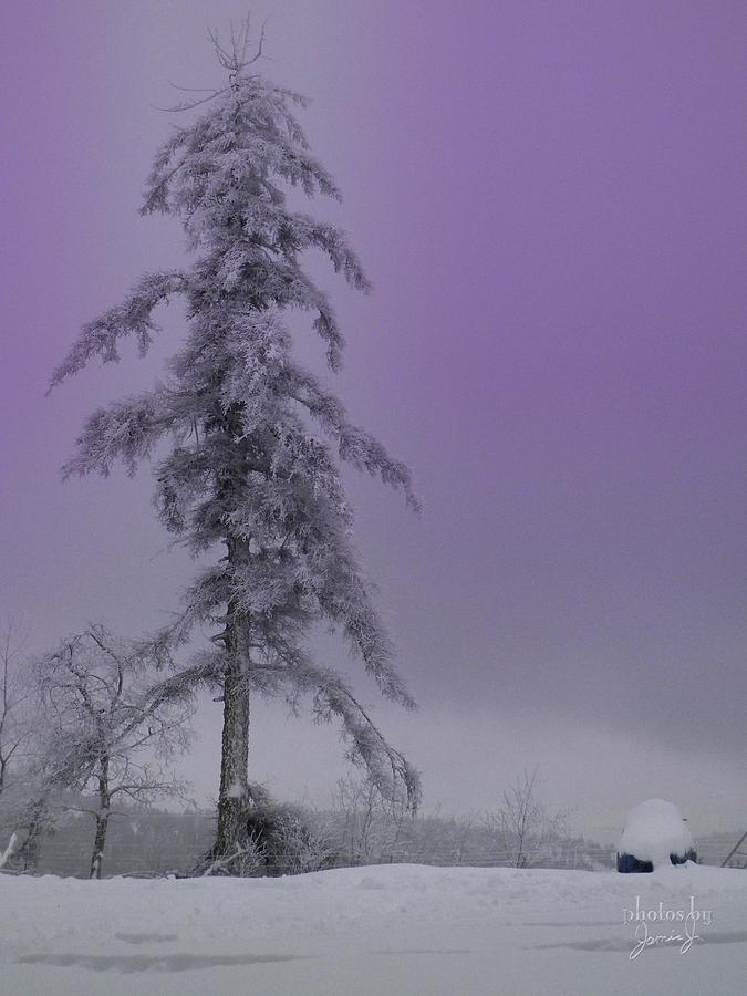 Purple Pine Photograph
