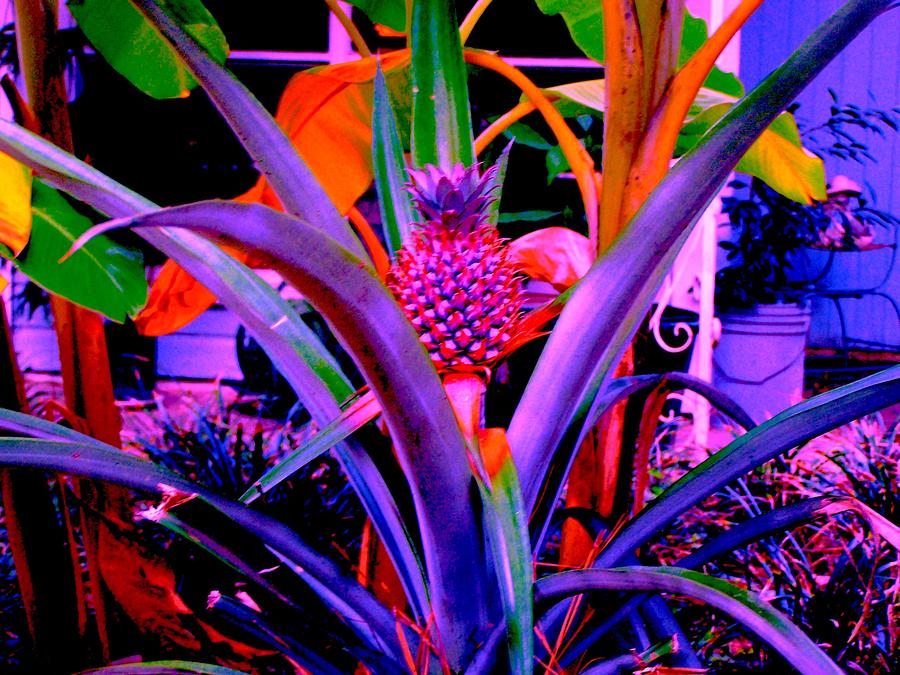 Purple Pineapple Photograph by Christopher Airhart