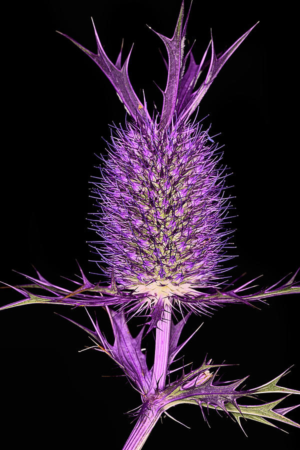Purple Pineapple Thistle Photograph by JC Findley