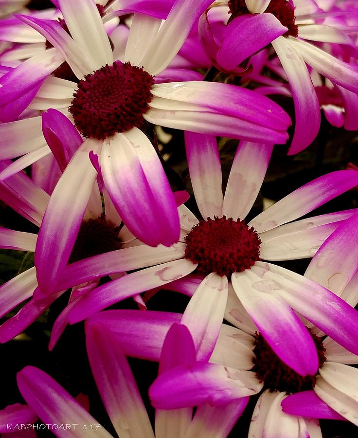 Purple Pinwheels Photograph by Kathy Barney