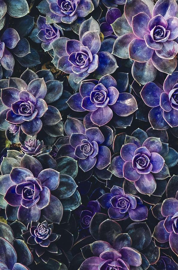 Purple plants Painting by Celestial Images