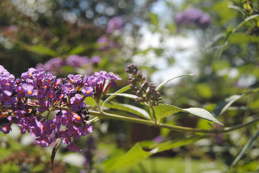 Nature Photograph - Purple plum by Elizabeth Breeding