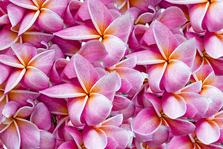 The Passion of the Purple Plumeria by Lauren Willig