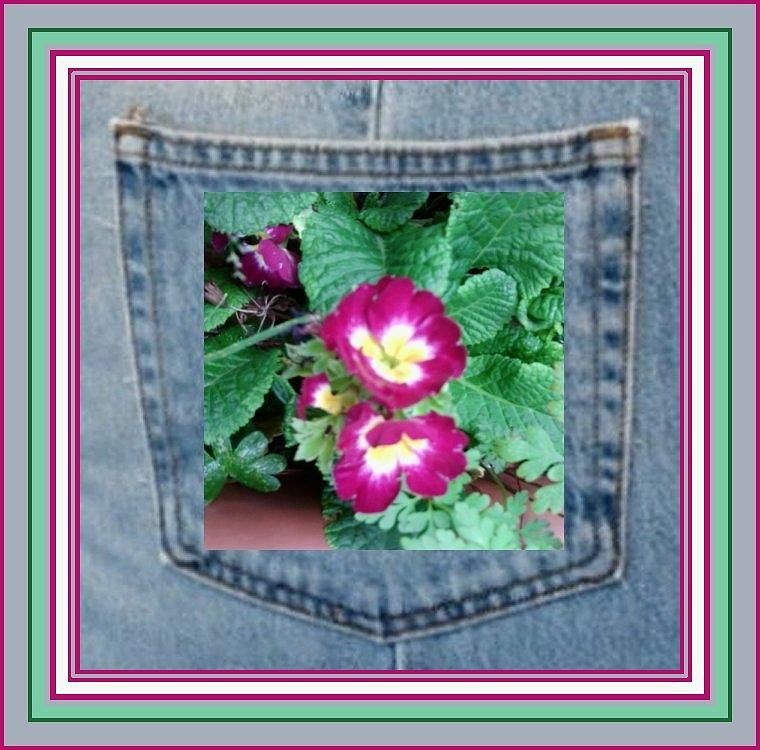 Purple Pocket Flower Photograph by Julia Woodman