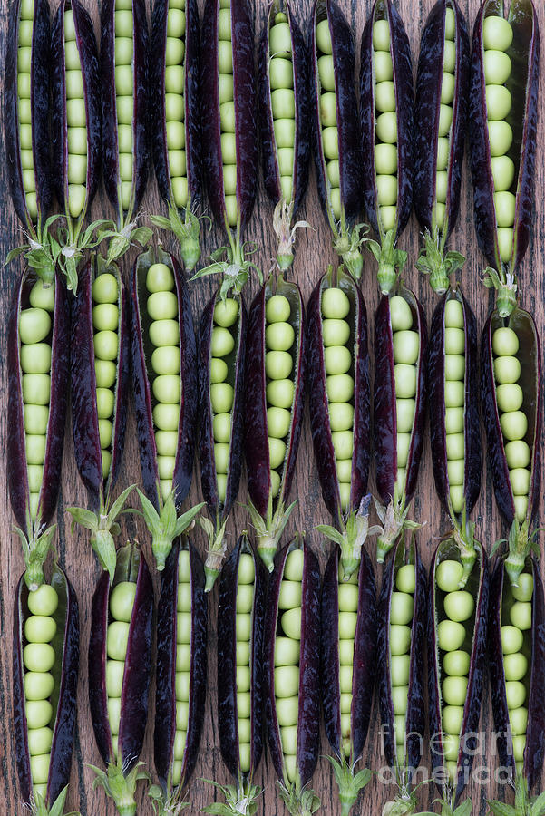 Vegetable Photograph - Purple Podded Peas by Tim Gainey