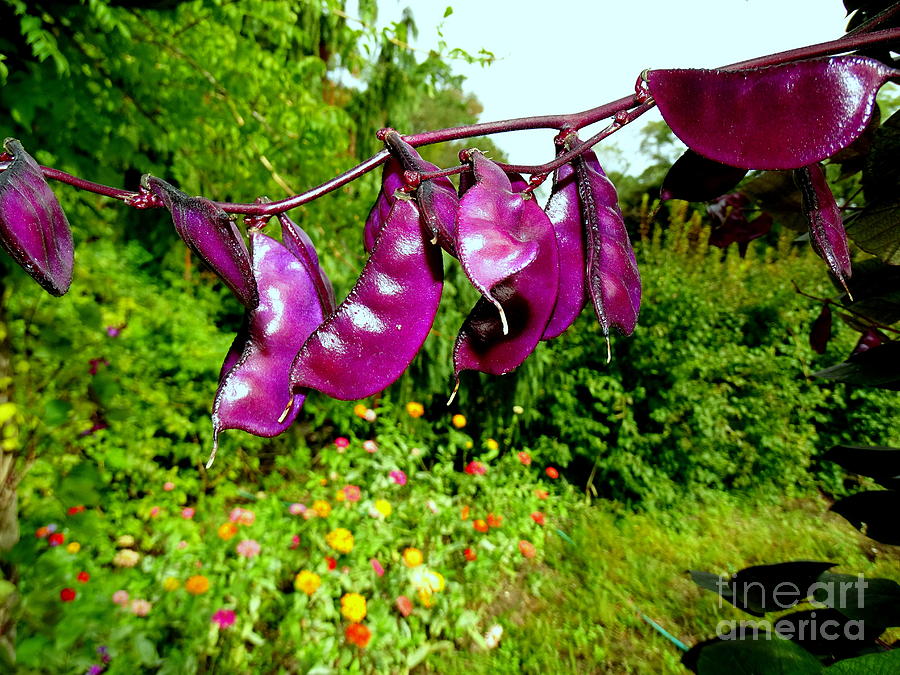 Purple Pods Photograph by Ed Weidman