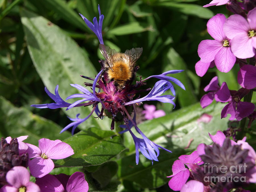 Purple Pollination Photograph