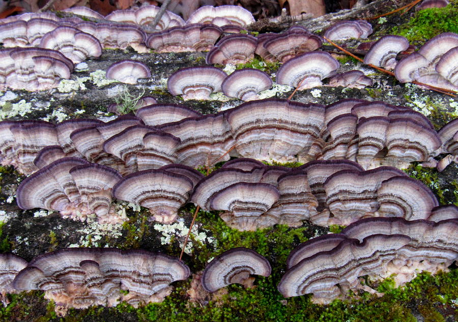 Purple Polypores Photograph by Joshua Bales