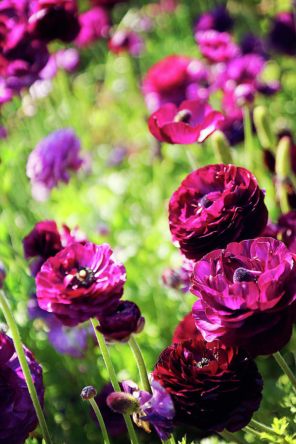 Purple Poppies Photograph by Megan Swormstedt