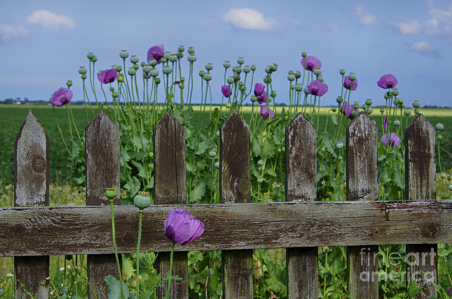 Nature Photograph - Purple poppies by Steev Stamford