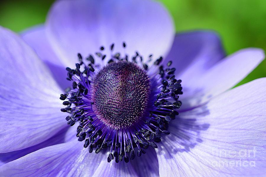 Purple Poppy Photograph by Cindy Manero