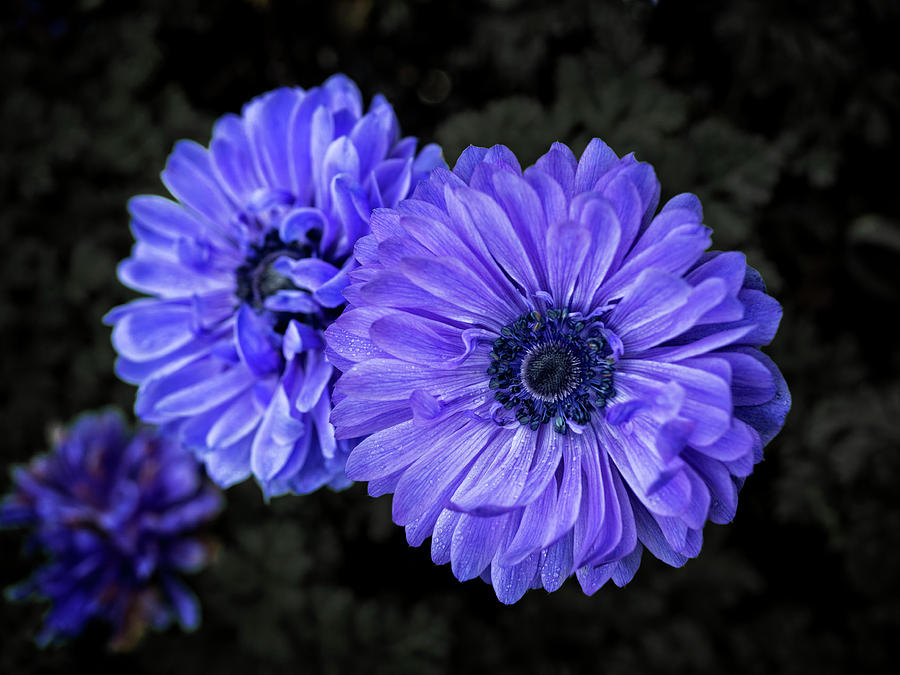 Purple Poppy Photograph by David Kay