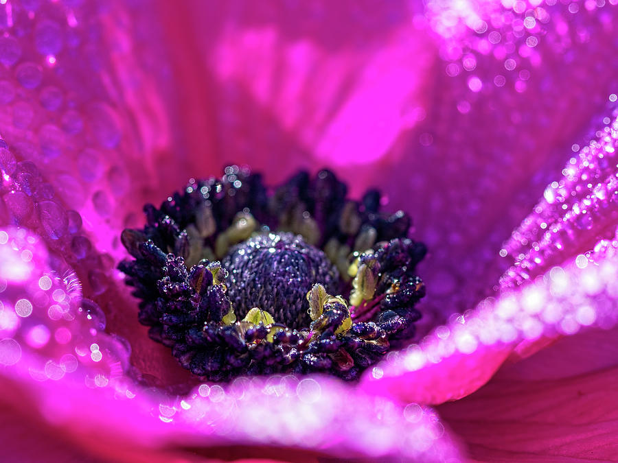 Purple Poppy Flower Photograph by Brad Boland