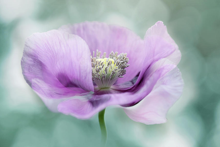 Poppy Photograph - Purple Poppy by Jacky Parker