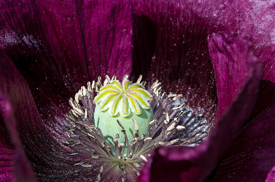 Purple Poppy - Jensen-Olsen Arboretum Photograph by Cathy Mahnke