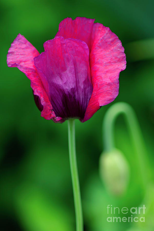 Purple Poppy Photograph by Joe Geraci