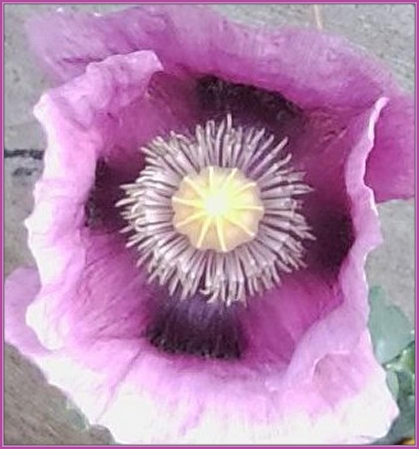 Purple Photograph - Purple Poppy by Julia Woodman Purple Photograph - Purple Poppy by Julia Woodman