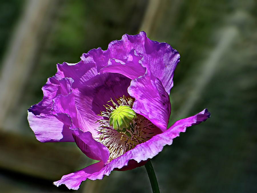 Purple Poppy Photograph by Lyuba Filatova