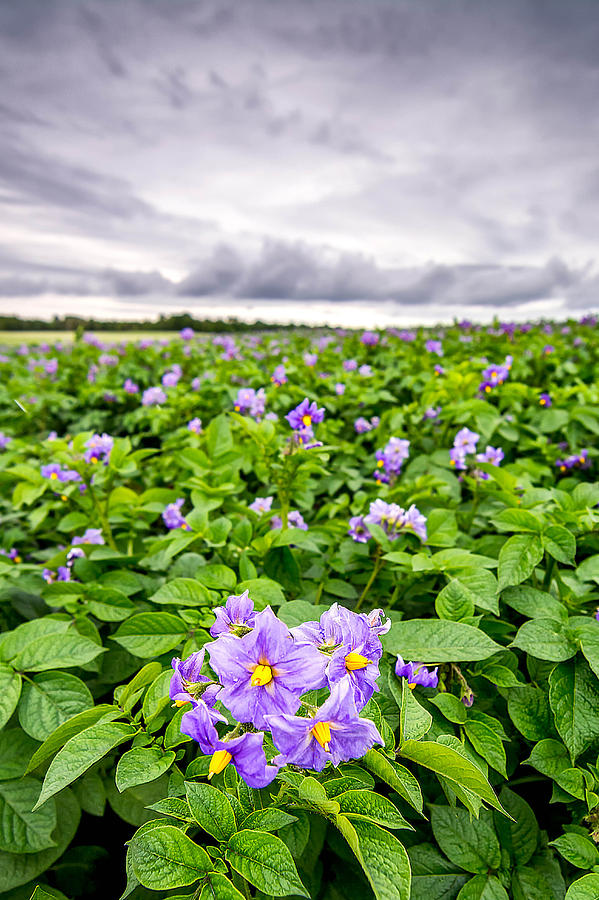 Purple Potato Blossoms Photograph by Christopher Mills