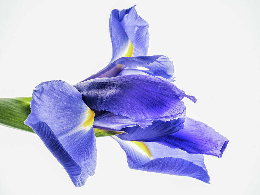 Greek Goddess Of The Rainbow, Iris Photograph by Robin Zygelman