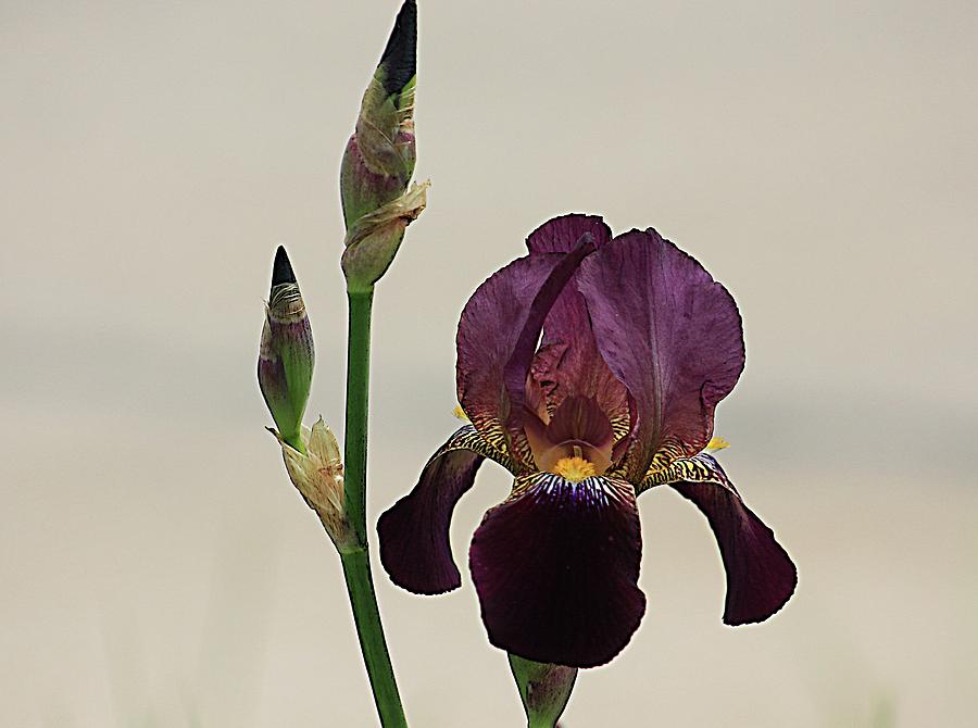 Purple Powerful Iris Photograph by Karen McKenzie McAdoo