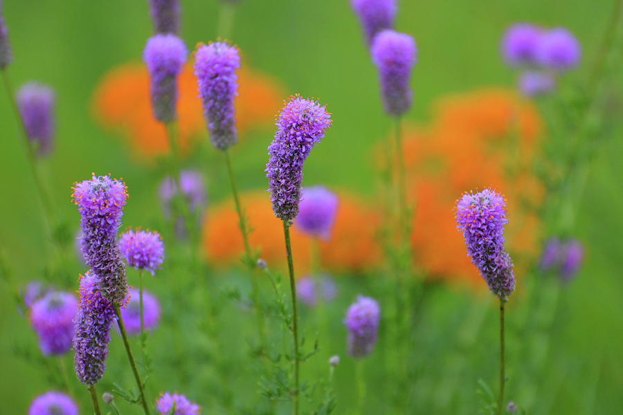 Purple Prairie Clover Photograph by Forest Floor Photography