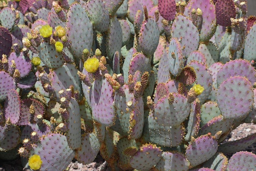Purple Prickly Pear 1 Photograph