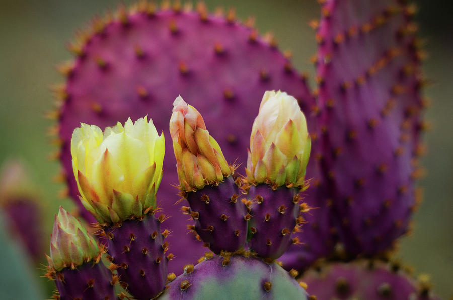 Purple Prickly Pear Cactus Photograph by Saija Lehtonen