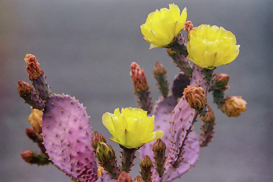 Purple Prickly Pear Cactus With Yellow Flowers  Photograph by Saija Lehtonen