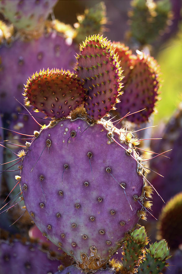 Purple Prickly Pear Pads  Photograph by Saija Lehtonen