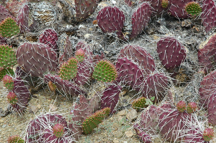 Purple Prickly Pear Photograph