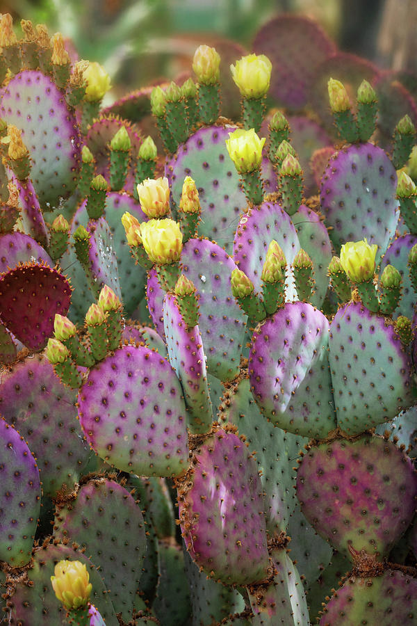 Purple Prickly Pear With Yellow Blooms  Photograph by Saija Lehtonen