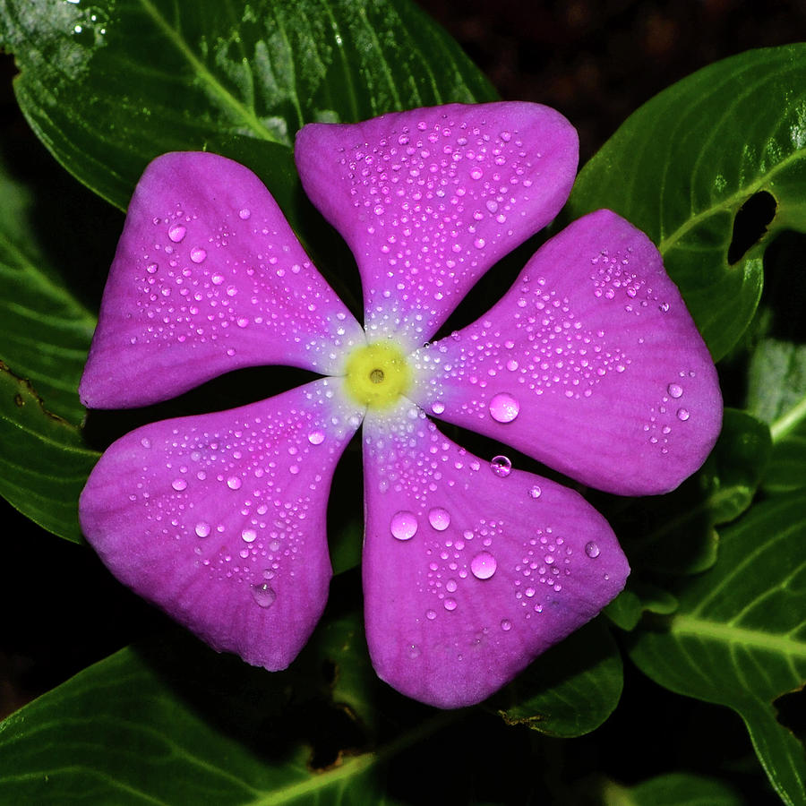 Purple Periwinkle 004 Photograph by George Bostian