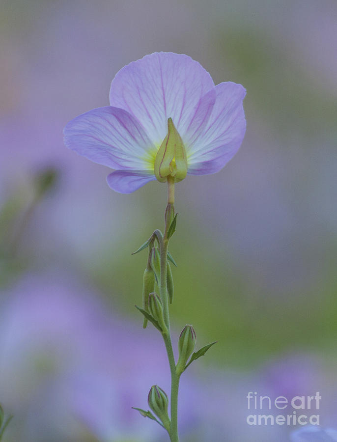 Nature Photograph - Purple Primrose by Ruth Jolly
