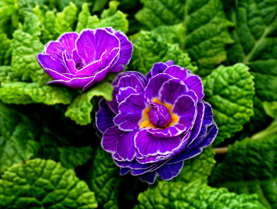 Nature Photograph - Purple Primroses by Catherine Melvin