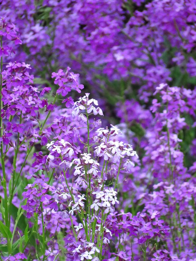 Flower Photograph - Purple Profusion by Lori Frisch