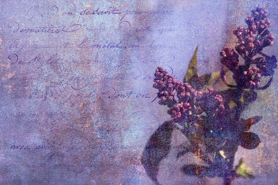 Purple Prose Photograph by Theresa Campbell