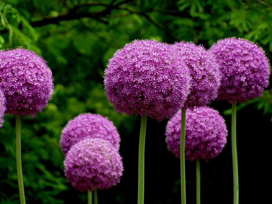 Purple Puffs Photograph by Jeanette Oberholtzer