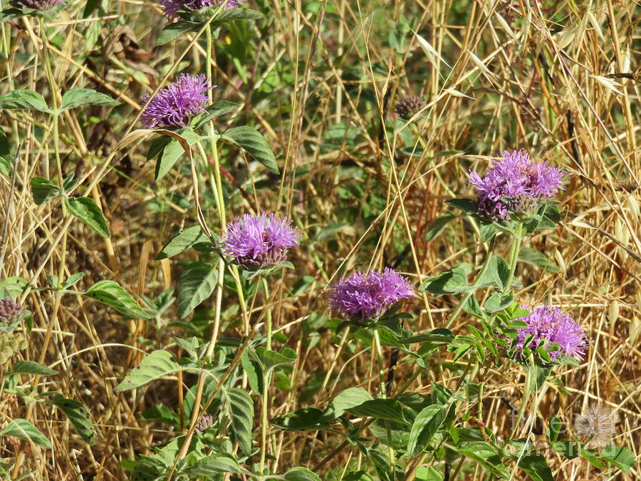 Purple puffs Photograph by Suzanne Leonard - Fine Art America