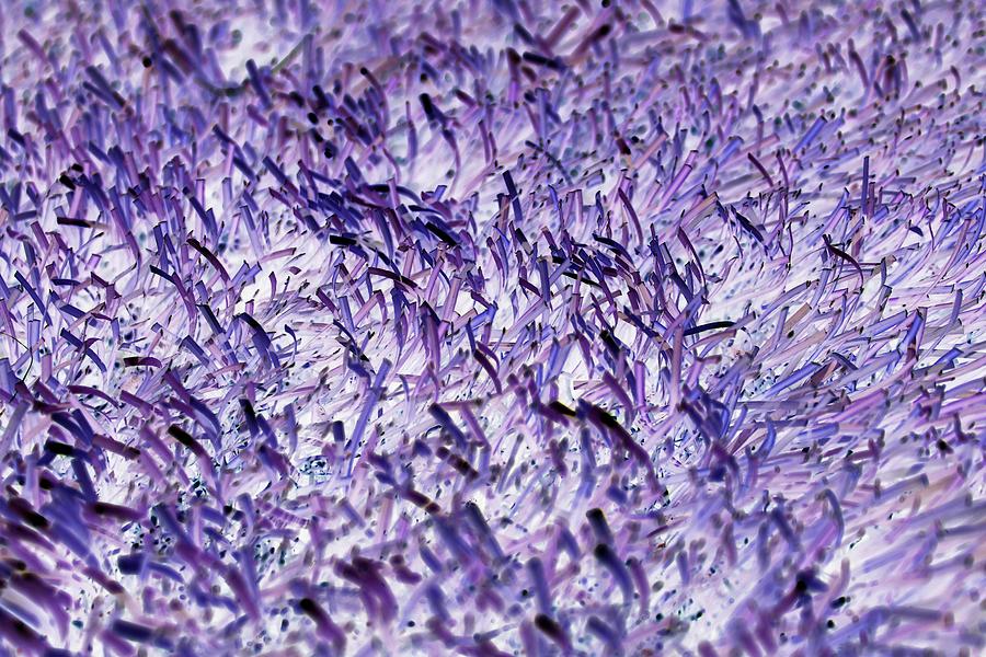 Abstract Photograph - Purple, Purple, and More Purple by Erin Hayes