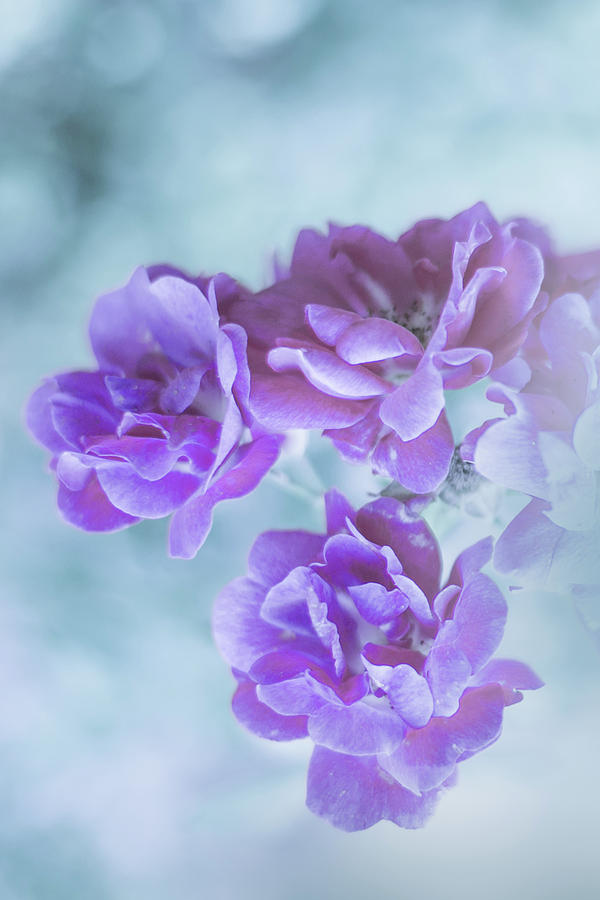 Purple Radiance Photograph by Elvira Pinkhas