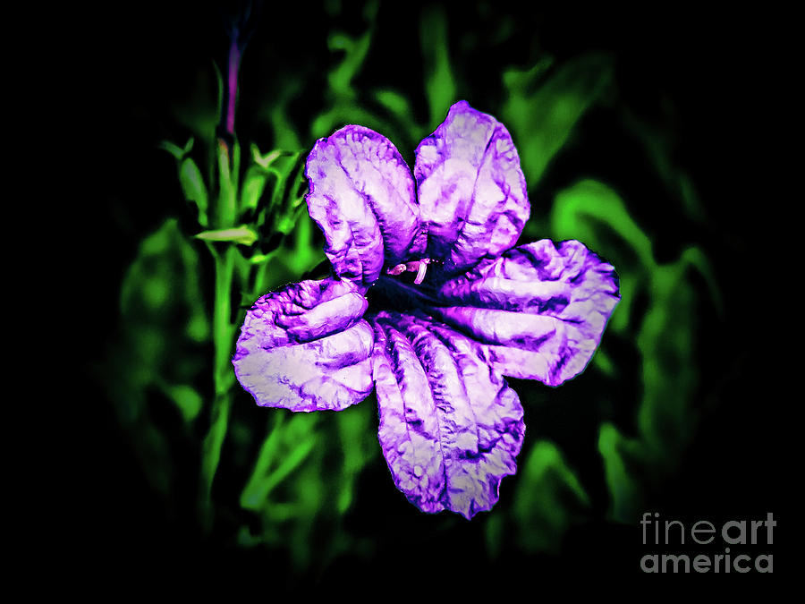 Purple Radiance Photograph by JB Thomas