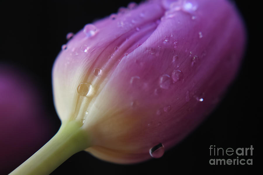 Easter Photograph - Purple rain 1 by Claudia M Photography