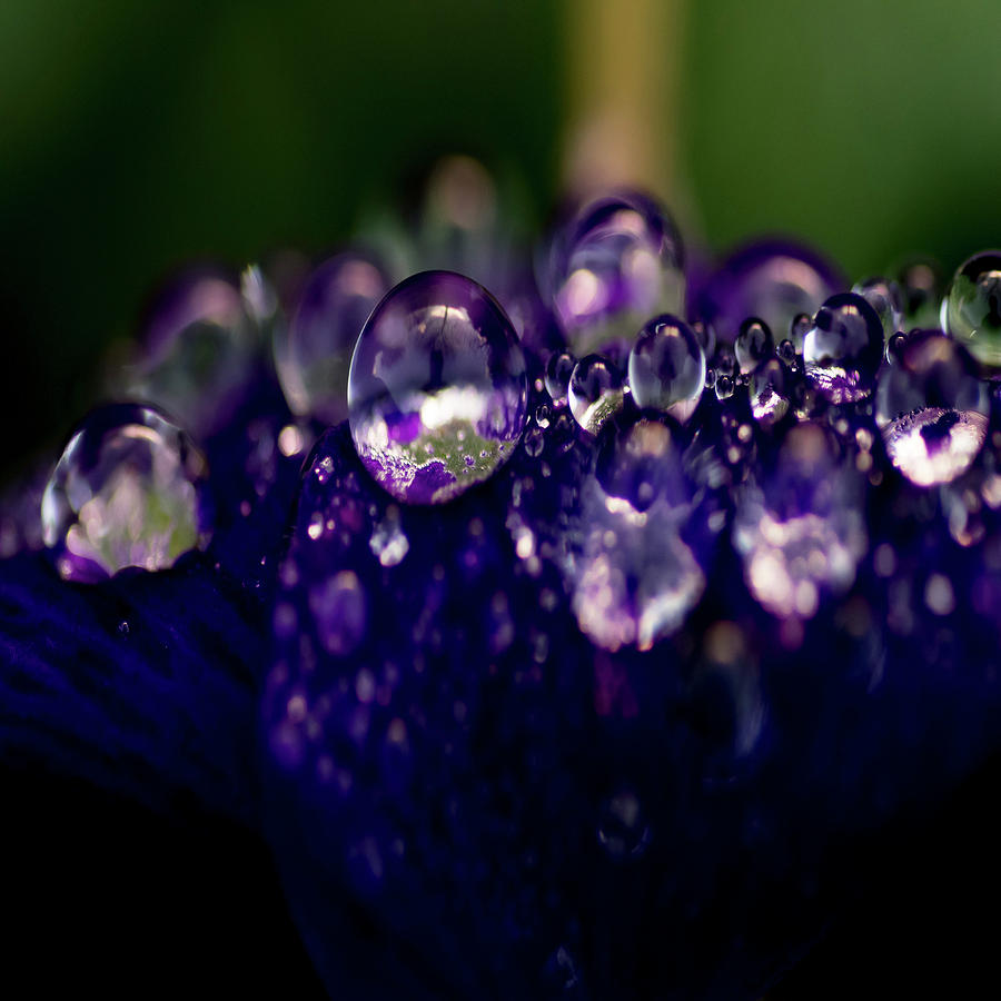 Purple Rain Photograph by Andrew Shawcross - Pixels