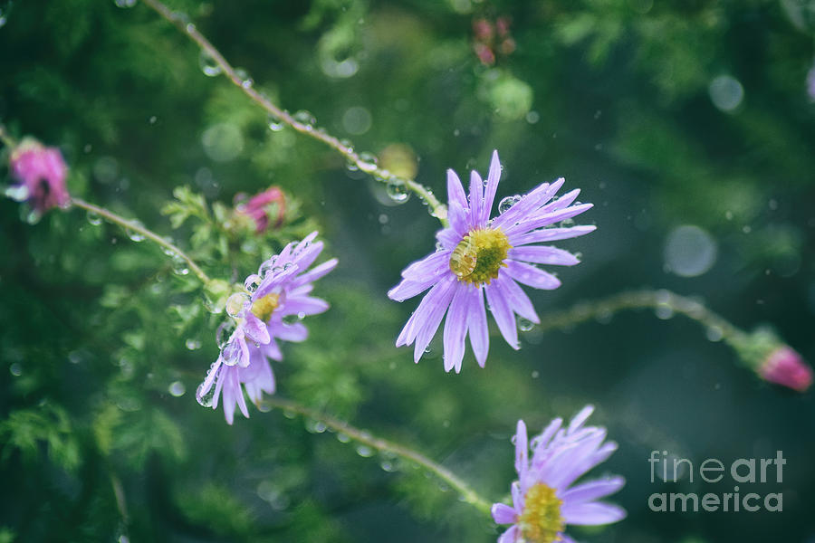 Spring Photograph - Purple Rain by Charity Hommel