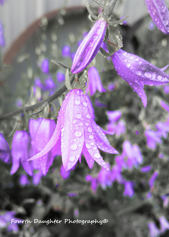 Purple Rain drops Photograph by Diane Shirley