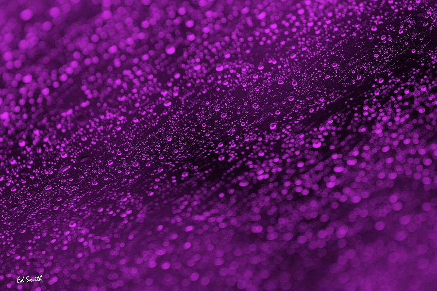 Purple Rain Photograph by Edward Smith